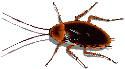 beetle_8.gif